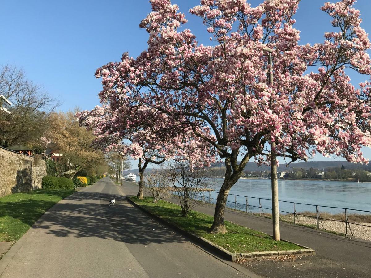 Vila Ferienhaus Rheinperle Mit Garten In Remagen Am Rhein - Naehe Bonn Exteriér fotografie